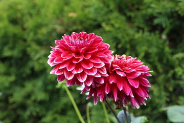 Red Dahlia flower in full bloom in the garden