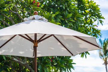 Selective focus point on umbrella with coconut palm tree on the background for holiday vacation