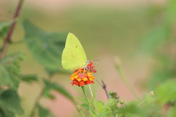 Borboleta