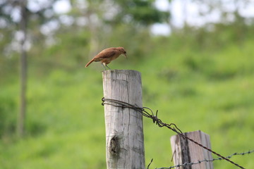 Jo&atilde;o de Barro
