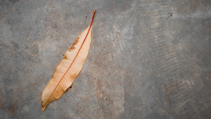 Dry leaves on the cement floor