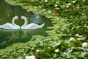 Zelfklevend Fotobehang image of two white swans in a summer park © cooperr