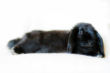 jolie lapin bélier en gros plan