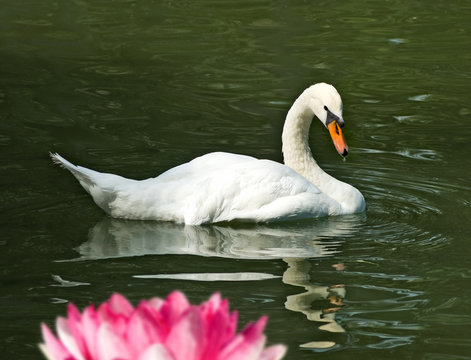 image of white swan in a summer park