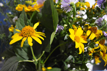Beautiful Ukrainian wildflowers with different flowers and an inflorescence of yellow and violet color collected in one bouquet.