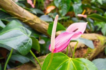 anthurium flowers in tropical garden background