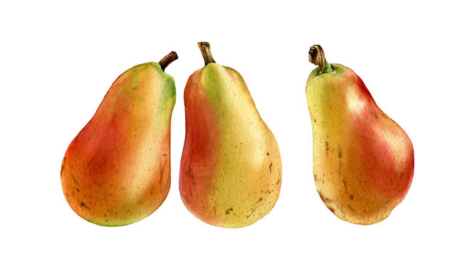 pink yellow pear three fruits realistic botanical watercolor illustration juicy isolated clipart hand drawn, fresh tropical food exotic orange yellow golden color for food label design