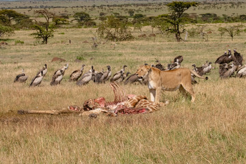 Lioness with killed giraffe watched by hungry vultures in the Masai Mara