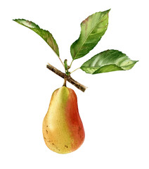 Realistic botanical watercolor illustration pear tree branch with whole fruit and leaves. ripe juicy isolated clipart hand painted, fresh exotic food golden yellow green for food label design