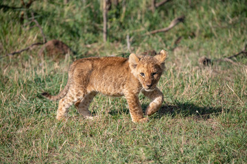 Lion cub pacing in the grass