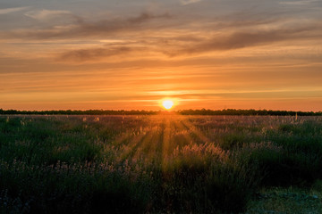Obraz na płótnie Canvas sunset in planted field of the plain