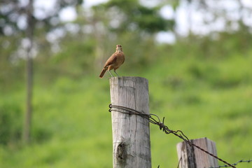 Jo&atilde;o de Barro