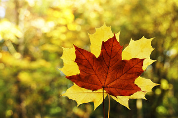 yellow orange maple leave in autumn nature forest seasonal background