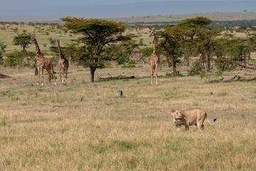 Naklejka na ściany i meble giraffes watching lioness