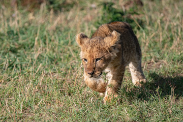 young lion cub on the prowl