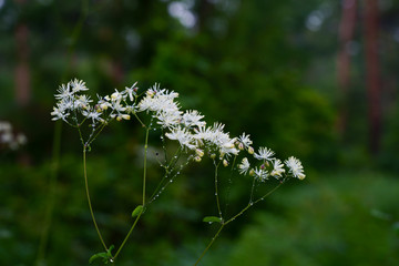 高原の林の中でカラマツソウの花が咲く