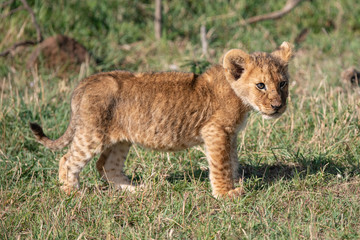 side profile of a young lion cub