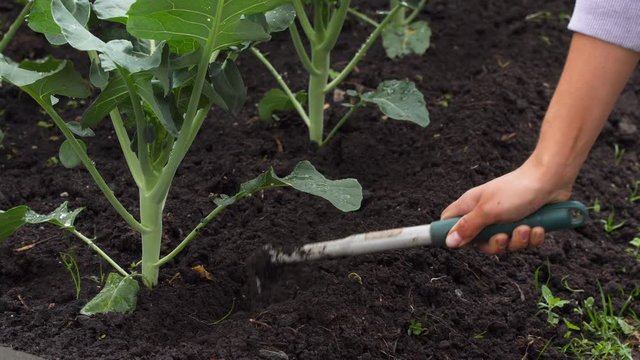 Soil spud for Broccoli -Brassica oleracea- plants