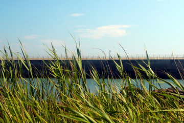 green grass on the beach