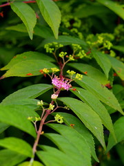 花咲くコムラサキ