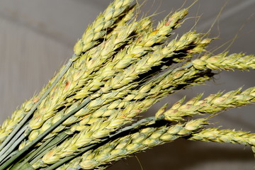 green ears of corn, unprocessed wheat