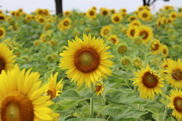 Obraz premium 太陽に向かって咲くたくさんのひまわり