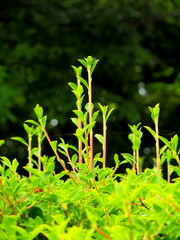 ドウダンツツジの若芽