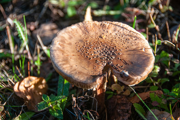 brown mushroom in the forest on the ground