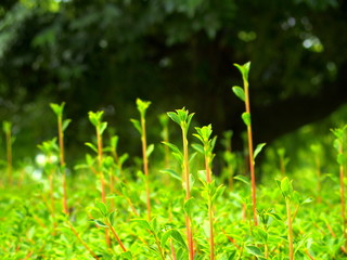 ドウダンツツジの若芽