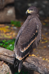  large steppe eagle sits beautifully consecrated by the sun, a powerful predatory napkin close-up, a strict aquiline look.
