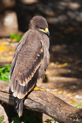  large steppe eagle sits beautifully consecrated by the sun, a powerful predatory napkin close-up, a strict aquiline look.
