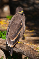  large steppe eagle sits beautifully consecrated by the sun, a powerful predatory napkin close-up, a strict aquiline look.