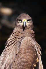  large steppe eagle sits beautifully consecrated by the sun, a powerful predatory napkin close-up, a strict aquiline look.