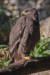 large steppe eagle sits beautifully consecrated by the sun, a powerful predatory napkin close-up, a strict aquiline look.