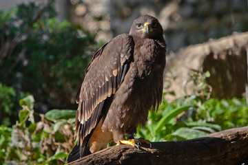  large steppe eagle sits beautifully consecrated by the sun, a powerful predatory napkin close-up, a strict aquiline look.