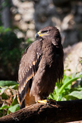  large steppe eagle sits beautifully consecrated by the sun, a powerful predatory napkin close-up, a strict aquiline look.