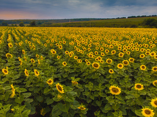 Obraz premium Wonderful panoramic view field of sunflowers by summertime.