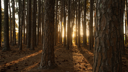sunset in the pine trees forest park sunrise sun rays