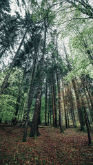 Obraz premium Scatti del Pian del Cansiglio