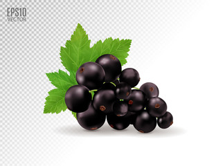 Vector realistic black currant with sheets. Black currant isolated on transparent background. 3d illustration