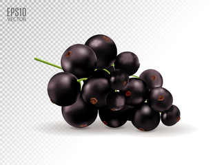 Vector realistic black currant with sheets. Black currant isolated on transparent background. 3d illustration