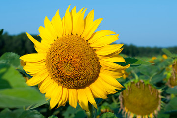 bright sunflowers on a large field on a sunny day
