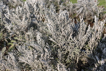 愛知県で育つ植物
