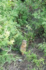 gopher on green grass in the field