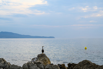 Fototapeta na wymiar Cormorant ,shag seabird perched on a rock looking out into the mediterranean in L'Escala Catalonia Costa Brava Spain