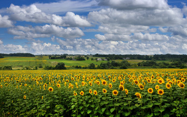 Fototapeta na wymiar Panoramic view on sunflower field with cloudly sky
