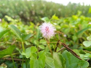 flower in field