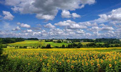 Panoramic view on sunflower field with cloudly sky