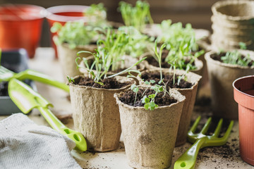 plant in seedling peat pot on a wooden table