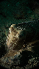 Fotografia subaquea a trieste